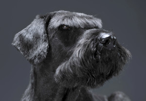 Giant Schnauzers are a dangerous dog because of their territorial natures. 