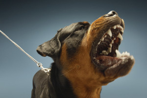 Rottweilers can be a dangerous dog breed because they are heavily muscled. 