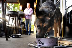 Dogs in restaurants must never eat off of equipment used by humans.