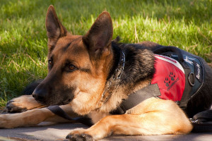 Service dogs are an exception for dogs in restaurants.