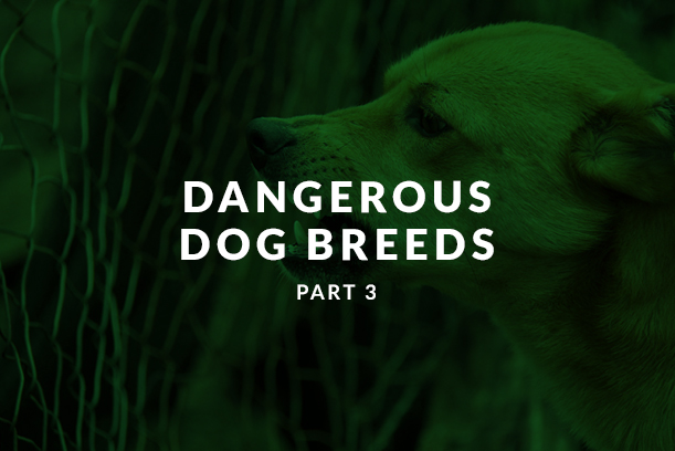 Dangerous dog breeds